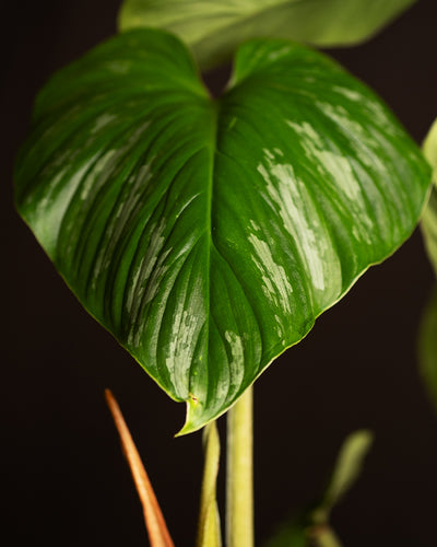 Detailaufnahme vom Blatt des Philodendron mamei