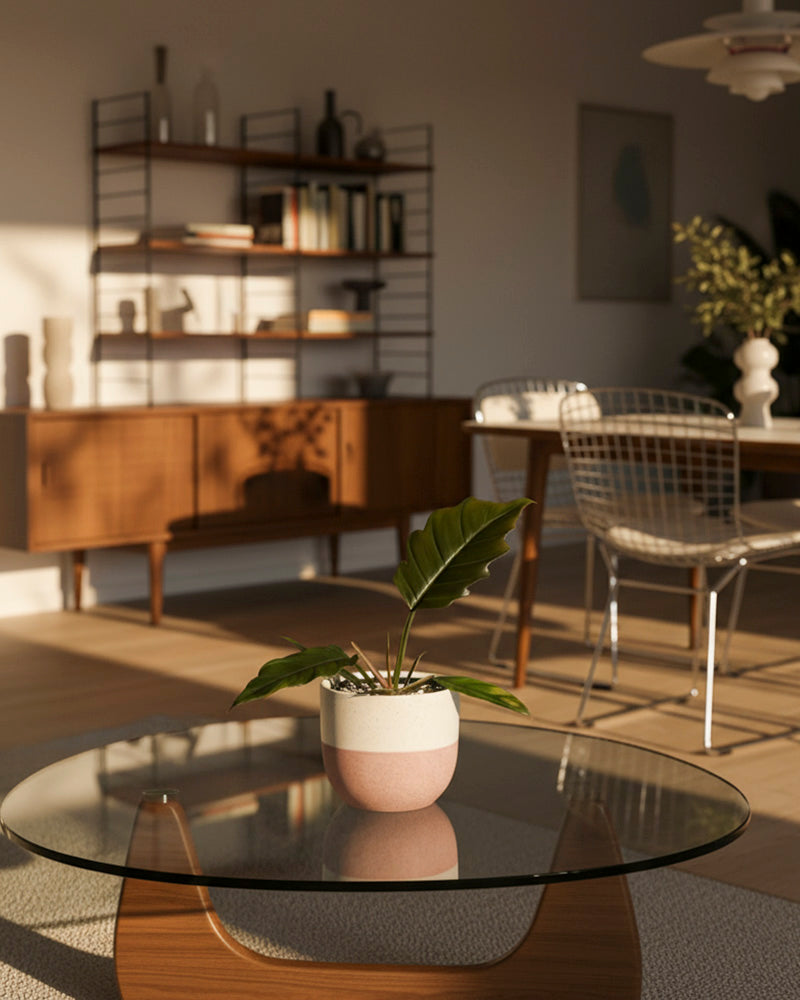 Ein Philodendron 'Pluto' - feey bereichert einen runden Couchtisch aus Glas in einem sonnenbeschienenen, modernen Wohnzimmer aus der Mitte des Jahrhunderts - ideal für jeden Pflanzensammler, der auf der Suche nach einzigartigem Grün zwischen Holzmöbeln und offenen Regalen ist.