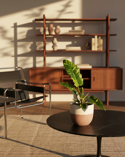 In einem modernen Wohnzimmer steht ein schwarzer runder Couchtisch mit dem Philodendron 'Ring of Fire' - feey, dessen gelbe Panaschierung im Sonnenlicht leuchtet, neben einem verchromten und schwarzen Stuhl, Holzregalen mit Büchern und Vasen und sonnenbeschienenen Schatten an der Wand.