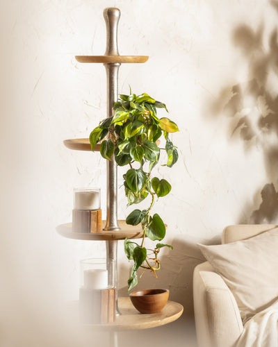 Hydro • Philodendron scandens Brasil