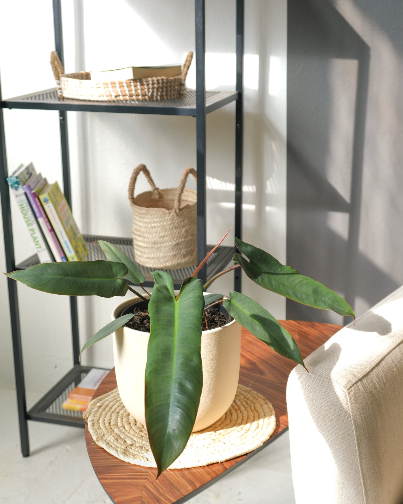 Philodendron atabapoense in einem Keramiktopf von feey auf einem Holztisch