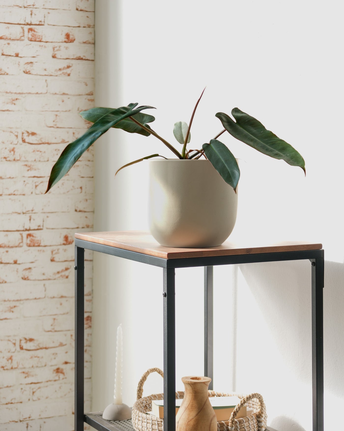 Philodendron atabapoense in einem Keramiktopf von feey auf einem Regal