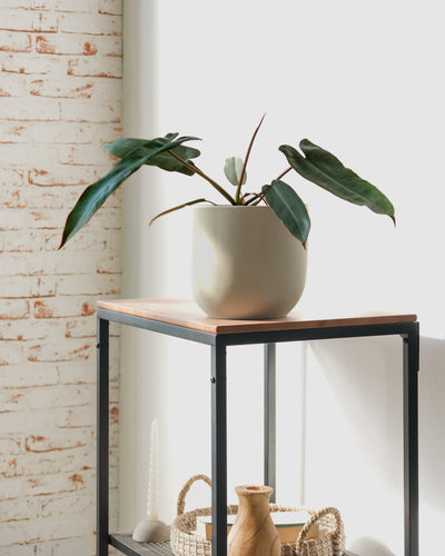 Philodendron atabapoense in einem Keramiktopf von feey auf einem Regal