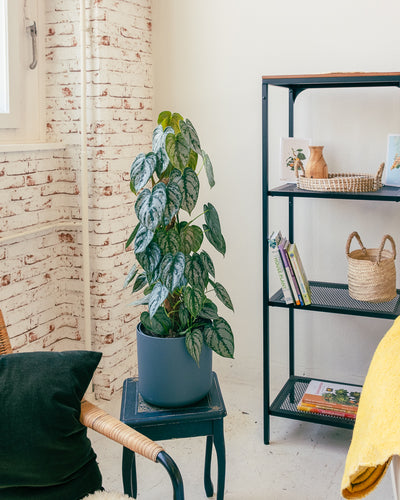 Philodendron brandtianum in einem Wohnzimmersetting.