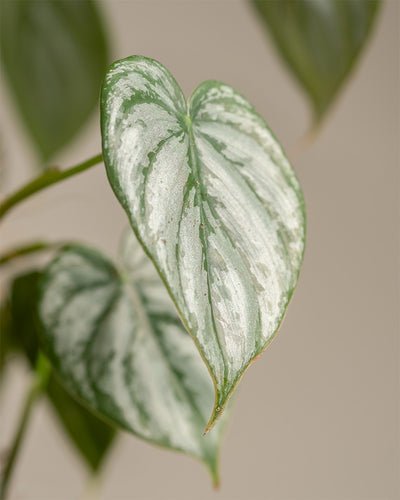 Philodendron brandtianum