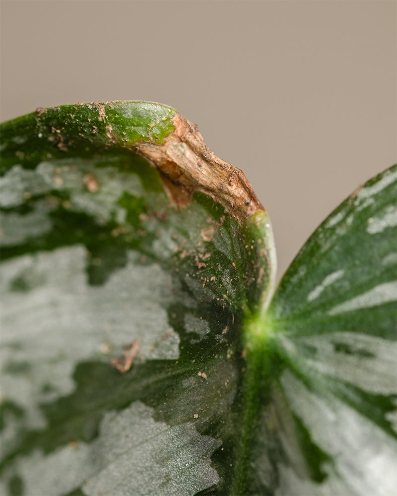 Philodendron brandtianum