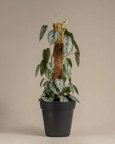 Philodendron brandtianum ohne Übertopf 