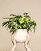 Zwei Hände halten einen weißen Keramiktopf mit einem üppig grünen Philodendron 'Burle Marx' variegata - feey, einer seltenen Zimmerpflanze mit auffallend bunten Blättern, vor einem schlichten beigen Hintergrund.