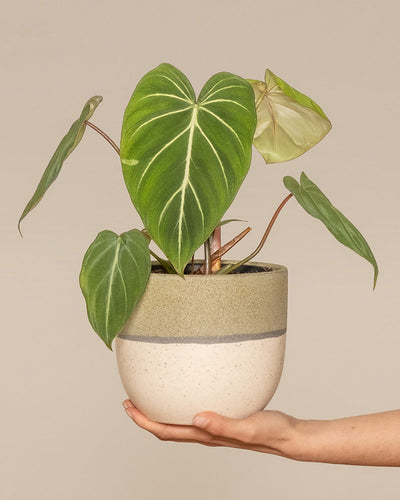 Philodendron gloriosum in einem grünen Variado Topf von feey hochgehalten von zwei Händen
