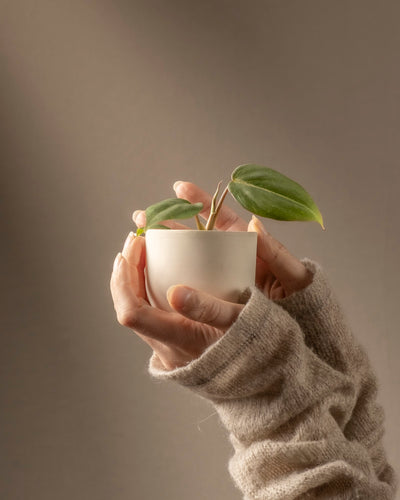 Eine in einen gemütlichen beigen Pullover gekleidete Person hält vorsichtig einen kleinen weißen Topf mit einer Philodendron gloriosum Babypflanze vor einem sanften braunen Hintergrund und fängt ihren Charme ein.