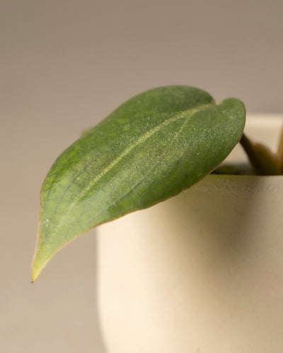 Ein Blatt einer Philodendron gloriosum Babypflanze erstreckt sich elegant über einem beigen Keramiktopf. Sein satter Grünton und seine sanfte Rundung werden durch den weichen, neutralen Hintergrund hervorgehoben und zeigen die exquisite Textur der Pflanze.