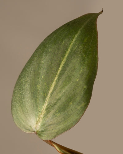 Nahaufnahme eines Philodendron gloriosum Babypflanze-Blattes mit spitzer Spitze und dezenten Adern auf neutralem Hintergrund. Die Ränder sind dunkler und die markante Mittelader unterstreicht die natürliche Eleganz dieser Rarität.