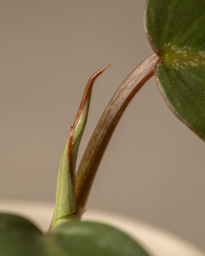 Nahaufnahme eines Blattes, das an der Babypflanze Philodendron gloriosum austreibt, mit grünbraunem Stiel und hellgrünen bis braunen Blättern vor einem unscharfen Hintergrund. Diese Rarität verleiht jeder Sammlung Eleganz.