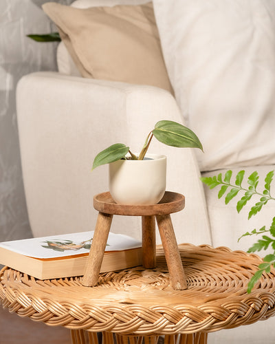 Eine Philodendron gloriosum Babypflanze in einem weißen Topf steht auf einem Holzhocker auf einem geflochtenen Tisch. Daneben stehen ein Buch und eine beige Couch mit Kissen, begleitet von grünen Farnblättern, die eine gemütliche und natürliche Atmosphäre schaffen.