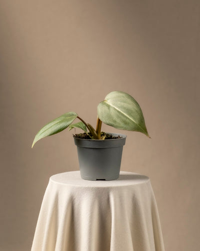 Eine seltene Philodendron gloriosum Babypflanze mit großen grünen Blättern steht auf einem runden, stoffbezogenen Tisch vor einem weichen, neutralen Hintergrund, der die Schlichtheit und Eleganz der Pflanzenpräsentation unterstreicht.