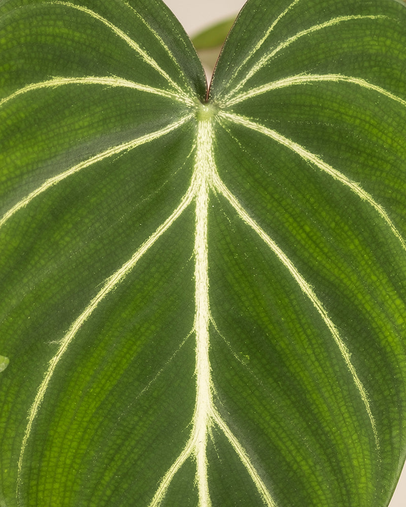 Blatt eines Philodendron gloriosum