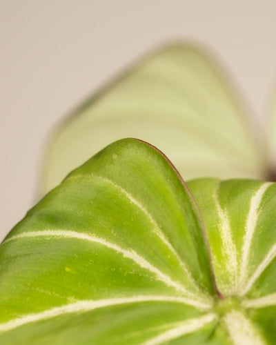 Detailaufnahme Philodendron gloriosum