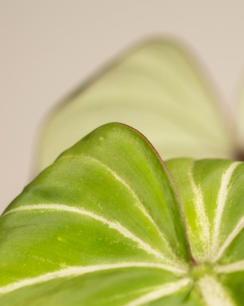 Nahaufnahme eines grünen, herzförmigen Philodendron gloriosum - Feenblattes mit samtiger Textur und auffälligen weißen Adern; im sanft verschwommenen Hintergrund ist ein weiteres ähnliches Blatt zu sehen, beide vor einem schlichten, hellen Hintergrund.