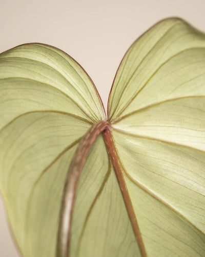 Detailaufnahme Philodendron gloriosum