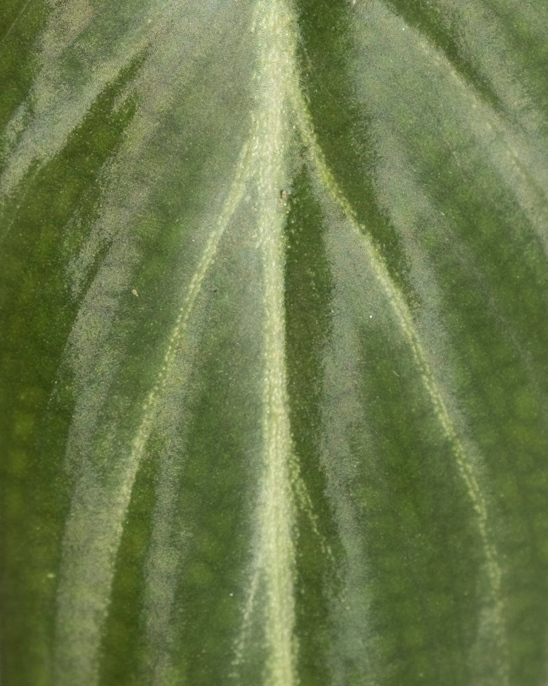 Nahaufnahme eines Philodendron gloriosum - feey Blattes, das seine samtig grüne Oberfläche, die ausgeprägten hellgrünen Adern und die glatte Textur mit zarten Farbnuancen zeigt.