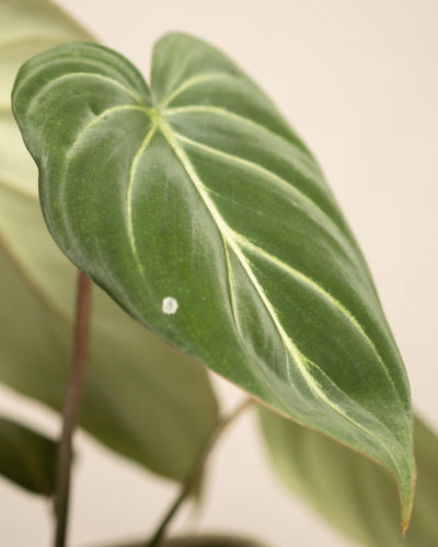 Detailaufnahme Philodendron gloriosum