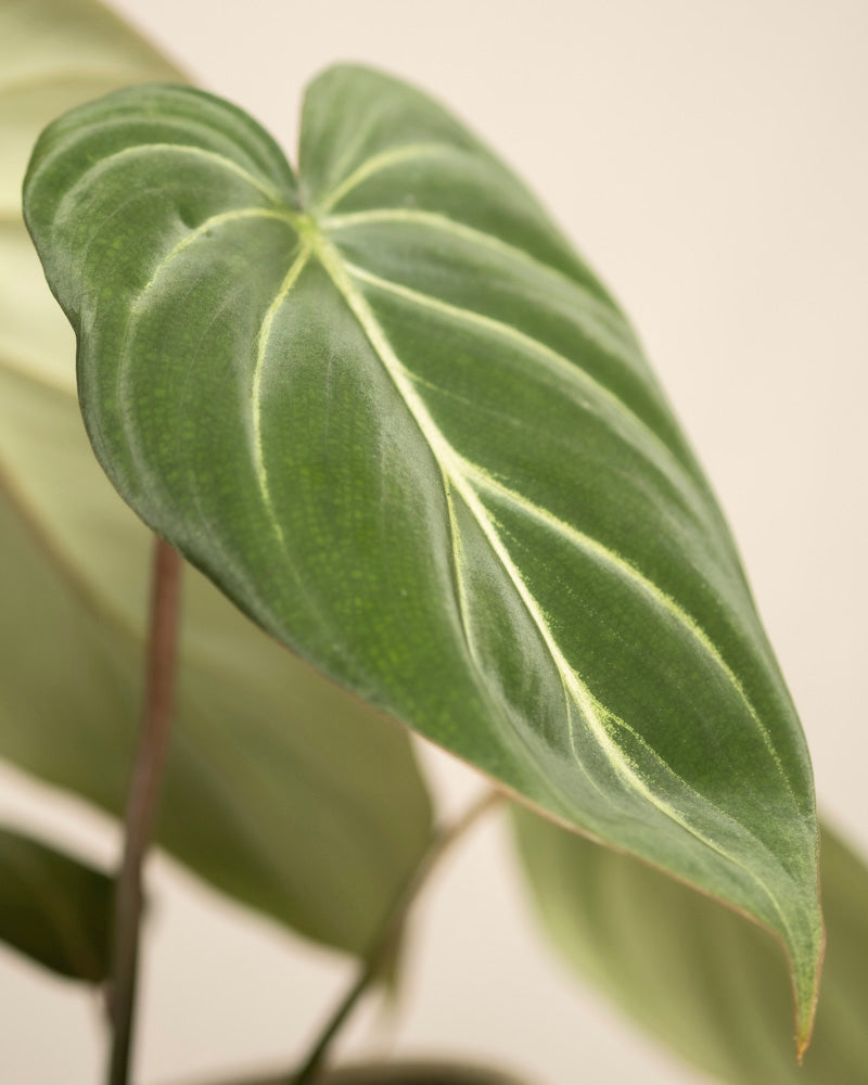 Nahaufnahme eines großen, herzförmigen grünen Blattes mit ausgeprägten Adern vom Philodendron gloriosum - feey. Die samtigen Blätter und der sanft verschwommene Hintergrund betonen die einzigartige Textur dieser auffälligen Pflanze.