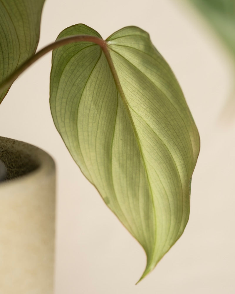 Eine Nahaufnahme eines einzelnen, herzförmigen Philodendron gloriosum - Feenblattes mit samtiger Textur und sichtbaren Adern, das an einem Stiel befestigt ist. Das sanft hinterleuchtete Blatt ist mit einem Teil eines beigen Topfes auf der linken Seite zu sehen.