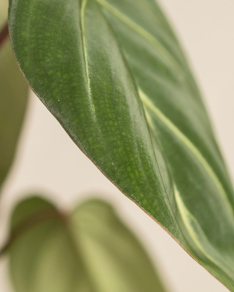 Nahaufnahme eines Philodendron gloriosum - Feenblattes mit ausgeprägten Adern und subtilen hellgrünen und gelben Mustern, das seine samtartige Textur vor einem sanft verschwommenen Hintergrund zur Geltung bringt.