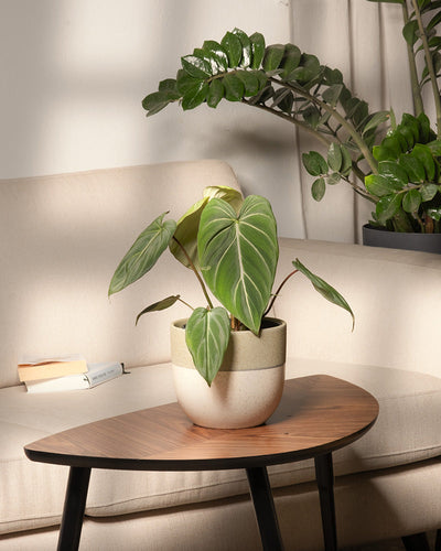 Philodendron gloriosum auf einem Wohnzimmertisch