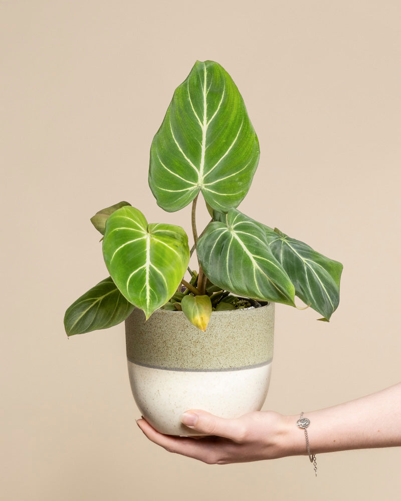 Eine Hand hält den Philodendron gloriosum - feey, der seine großen, herzförmigen, samtigen Blätter mit auffälligen weißen Adern vor einem schlichten beigen Hintergrund zeigt.