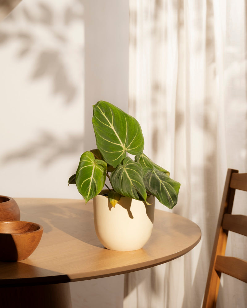 Ein Philodendron gloriosum - feey mit Samtblättern sitzt in einem hellen Topf auf einem runden Holztisch, Sonnenlicht und Schatten der Blätter spielen auf der Wand und den transparenten Vorhängen dahinter.