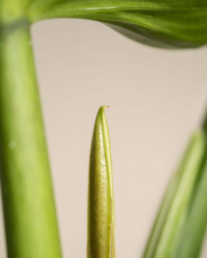 Junges Blatt Philodendron 'Imperial Green'