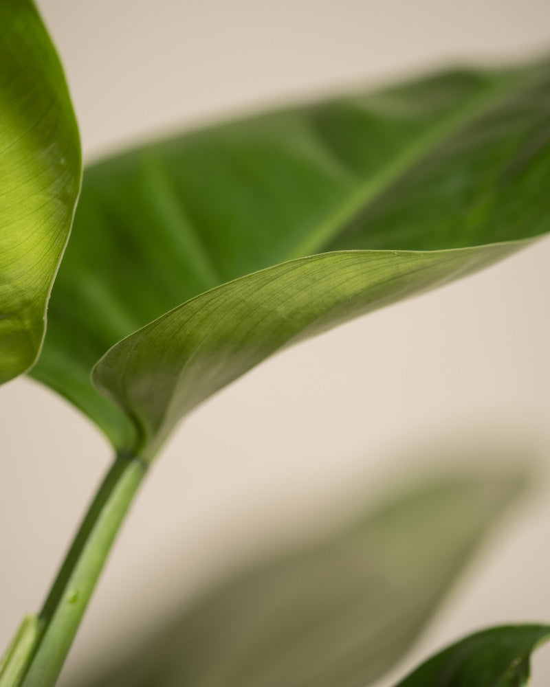 Blatt Philodendron 'Imperial Green'