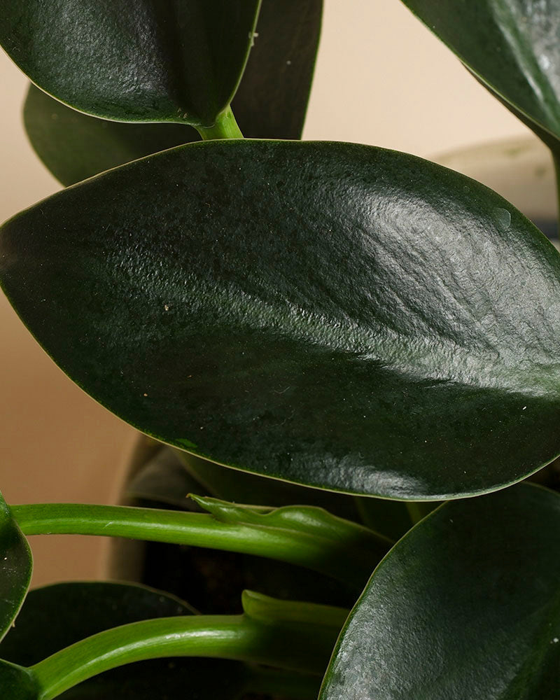 Nahaufnahme der glänzenden, dunkelgrünen Blätter des Philodendron 'Imperal Green' - feey. Die dicken Stämme und das üppige Blattwerk heben sich von einem weichen, neutralen Hintergrund ab und machen diese beliebte Zimmerpflanze zu einem echten Blickfang in jedem Raum.