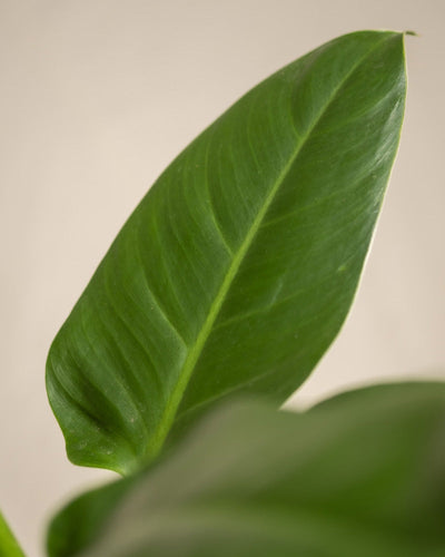 Blatt eines Philodendron 'Imperial Green'