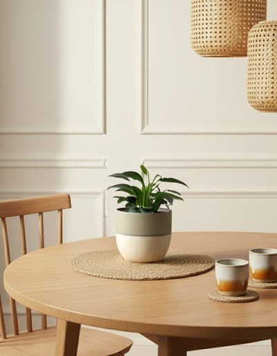 Philodendron 'Imperal Green' • feey