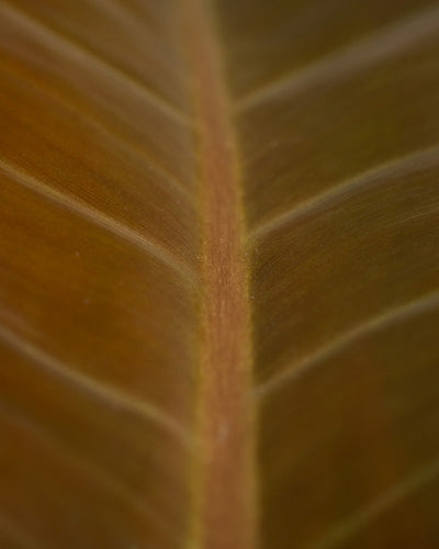 Detailaufnahme Philodendron 'Imperial Red'