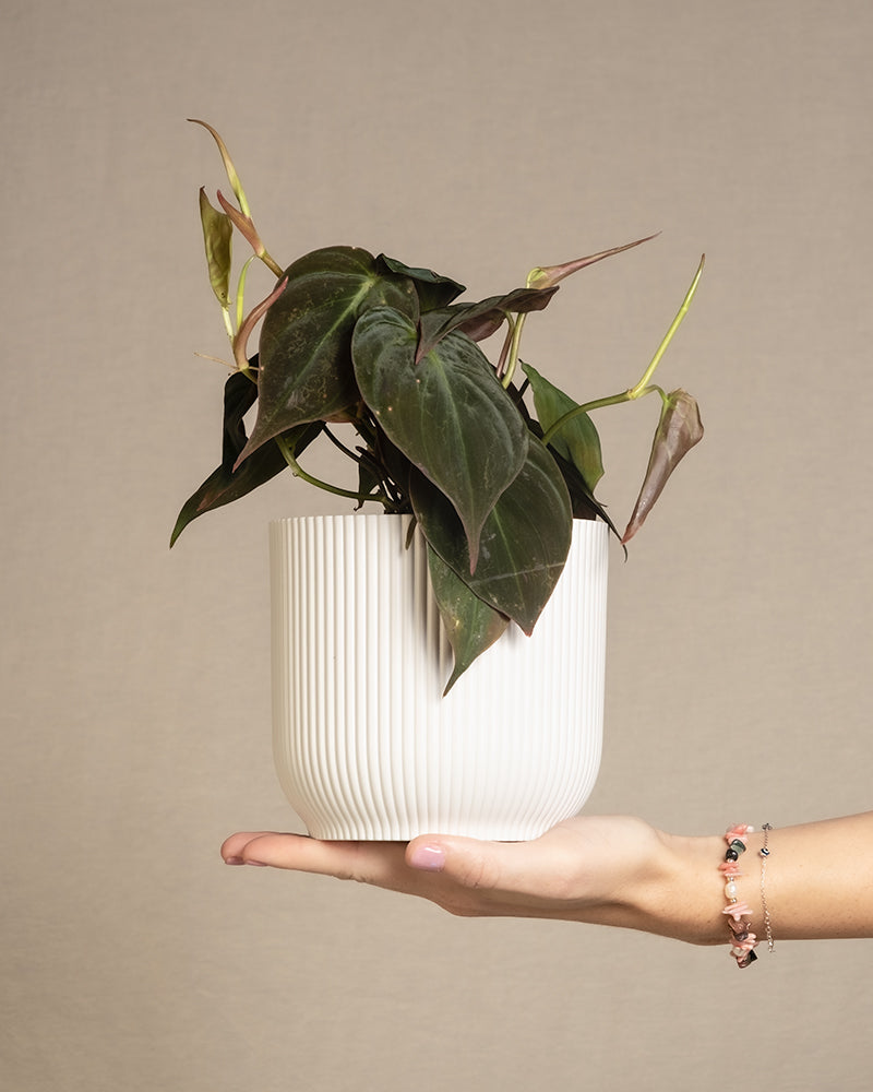 Philodendron micans in weissem feey Kunststofftopf wird von rechts auf einer Hand ins Bild gehalten.