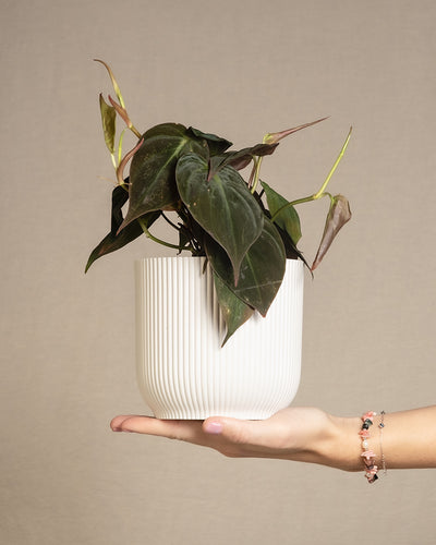 Philodendron micans in weissem feey Kunststofftopf wird von rechts auf einer Hand ins Bild gehalten.