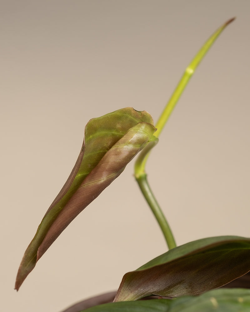 Detailaufnahme eines neuen Blattes des Philodendron micans
