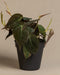 Philodendron micans ohne Übertopf