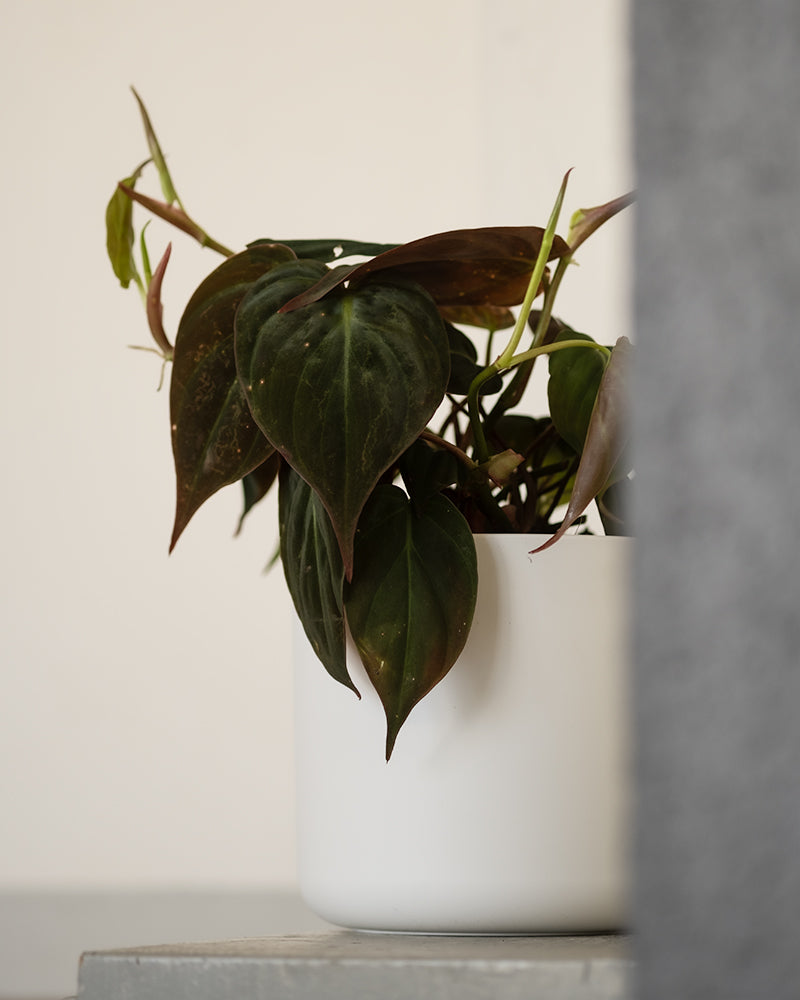Philodendron micans in weissem feey Kunststofftopf in einem Treppenhaus.