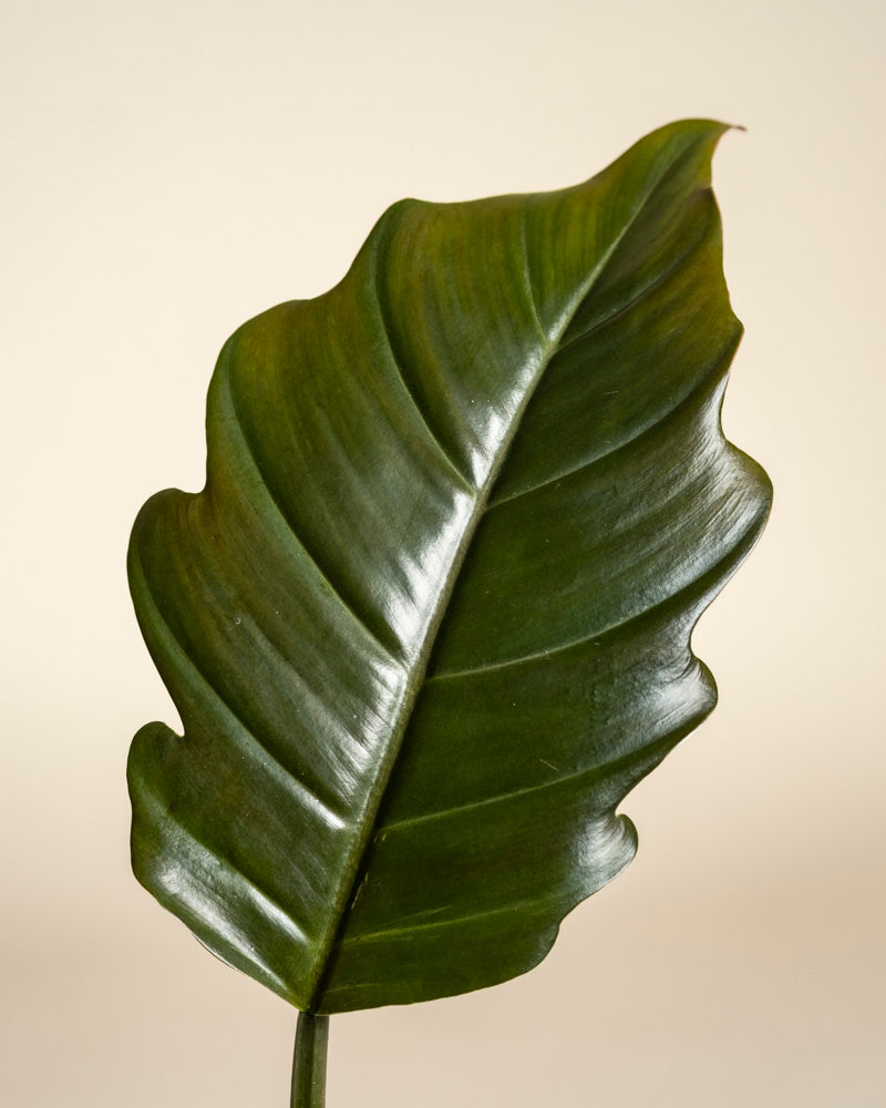 Ein einzelnes, großes, glänzend grünes Philodendron 'Pluto' - Feeblatt mit gewellten Rändern und ausgeprägten Adern wird vor einem schlichten hellbeigen Hintergrund gezeigt - eine echte Rarität für Pflanzensammler.
