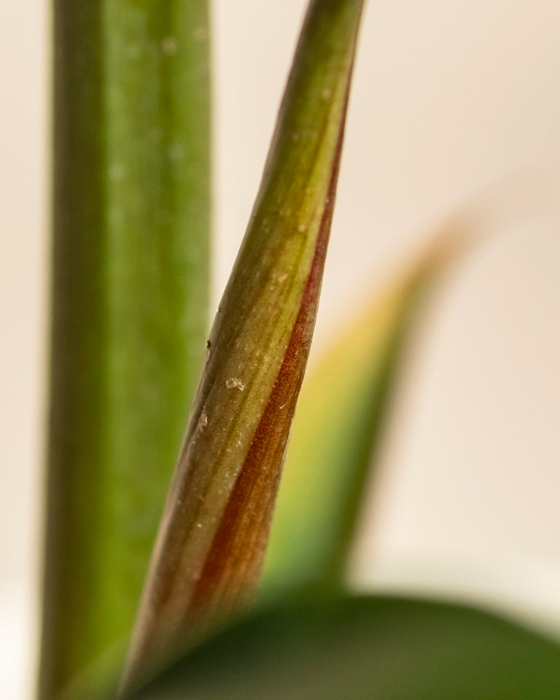 Nahaufnahme eines grünen Philodendron 'Pluto' - Feenblattes mit rötlich-braunem Streifen, der die feine Textur und den subtilen Flaum hervorhebt - perfekt für Pflanzensammler, die diese Rarität suchen, vor einem sanft verschwommenen Hintergrund.
