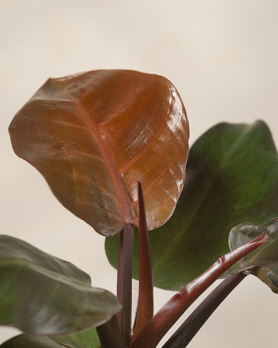 Hydro • Philodendron Red Sun