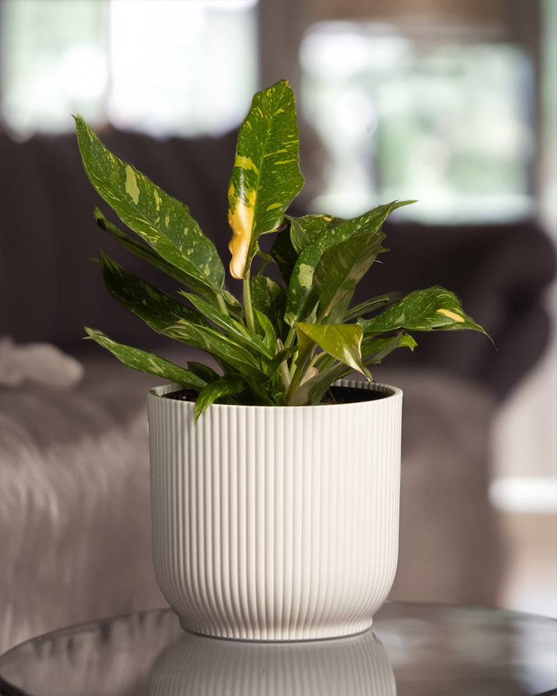 Philodendron 'Ring of Fire' in weissem Kunststofftopf im Wohnzimmer.