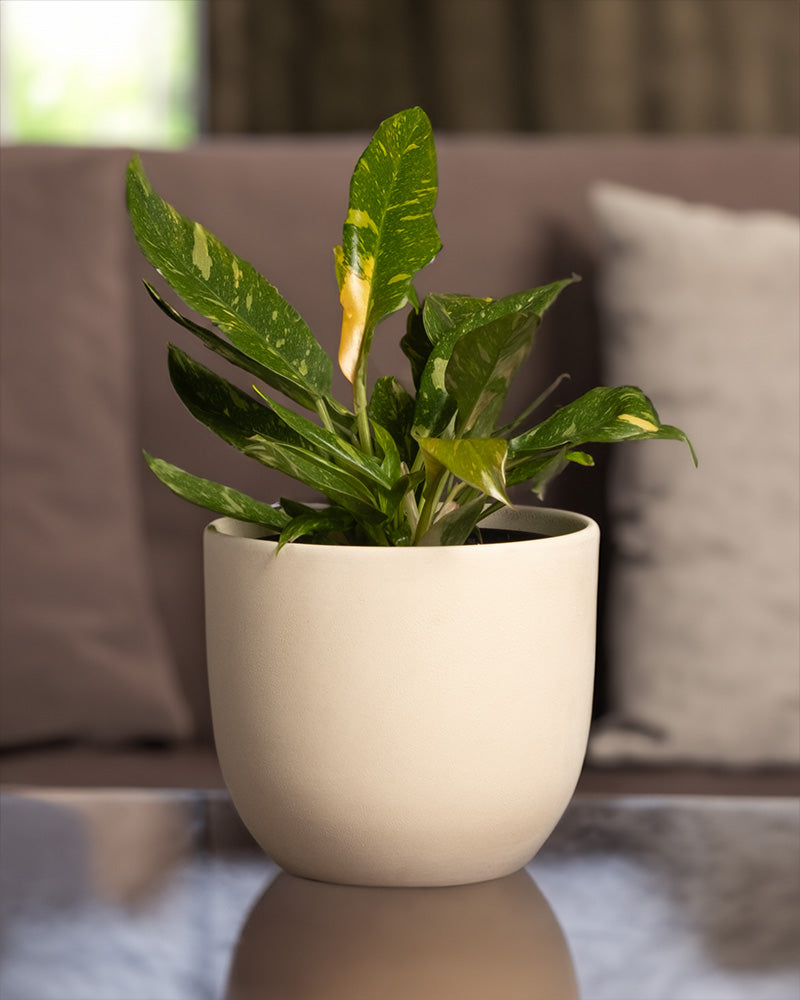 Philodendron 'Ring of Fire' in Wohnzimmersetting.