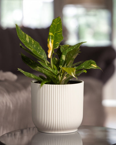 Philodendron 'Ring of Fire' in weissem Kunststofftopf im Wohnzimmer.