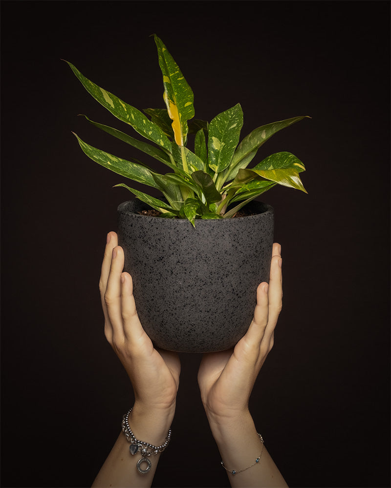 Philodendron 'Ring of Fire' in dunklem Keramiktopf vor schwarzem Hintergrund wird von zwei Händen von unten ins Bild gehalten. 