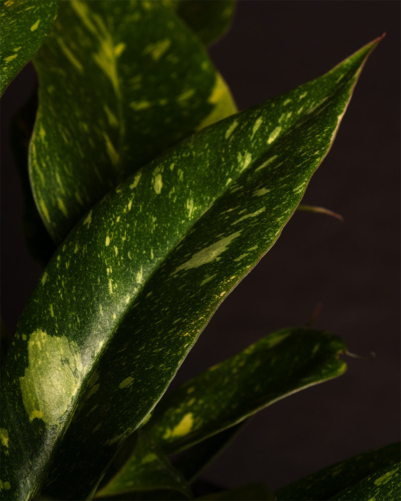 Detailaufnahme von Philodendron 'Ring of Fire'.
